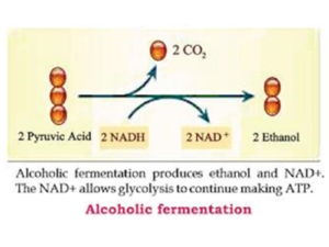 ethanol