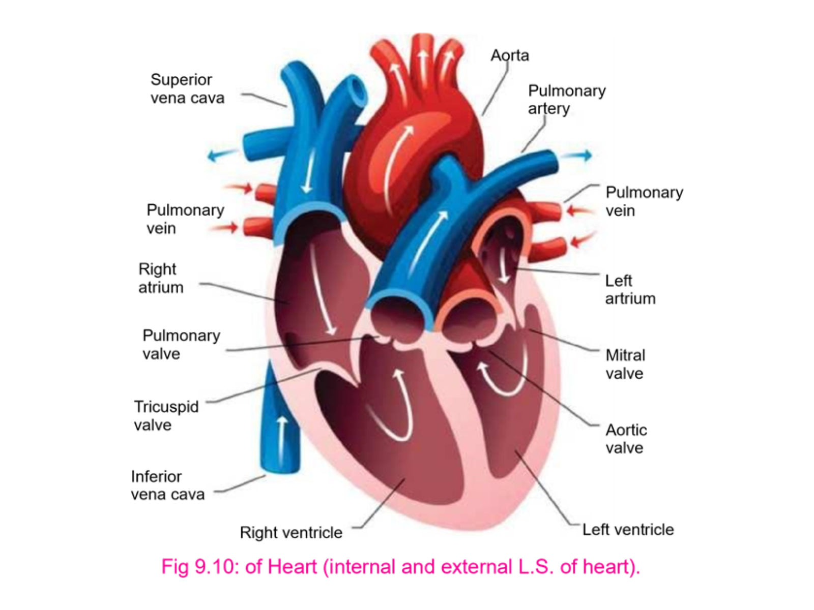 heart